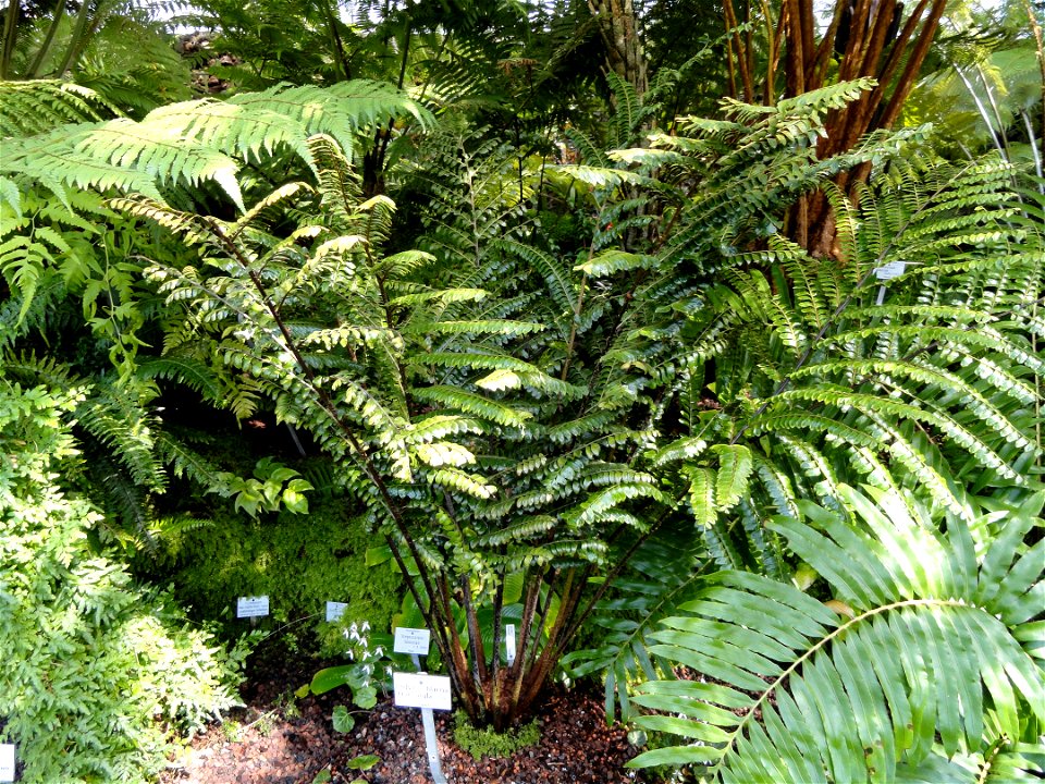 Didymochlaena truncatula specimen in the Botanischer Garten München-Nymphenburg, Munich, Germany.