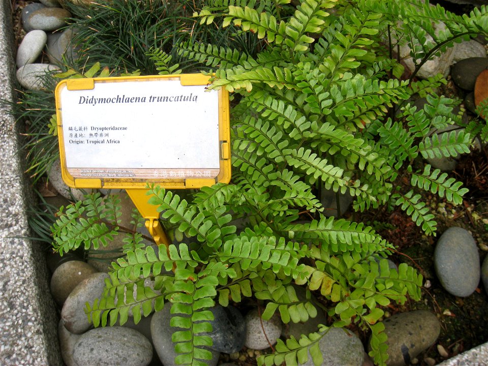 Didymochlaena truncatula. Plant specimen in the Hong Kong Zoological and Botanical Gardens, Hong Kong.
