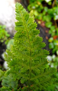 Dryopteris dilatata in the Botanical Bldg., Balboa Park, San Diego, California, USA.
