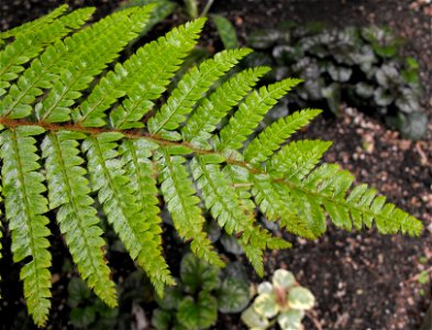 Polystichum polyblepharum (labelled Polystichum setosum) in the Botanical Building at Balboa Park in San Diego, California, USA. photo