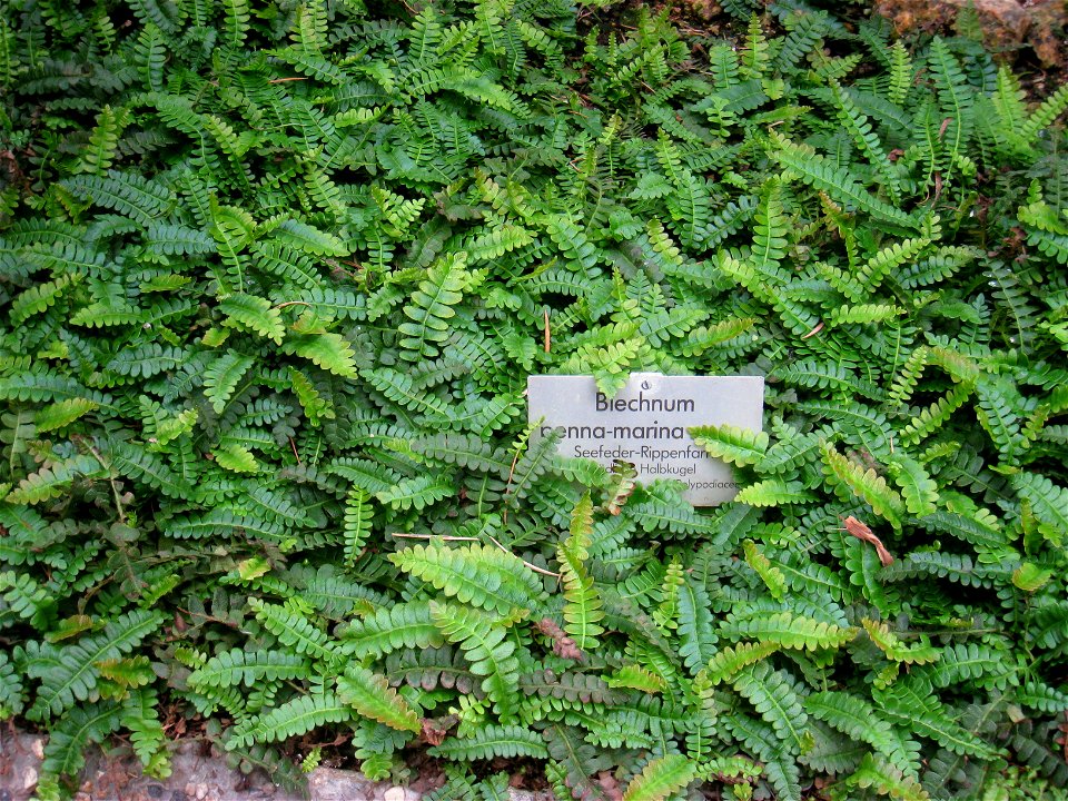Blechnum penna-marina specimen in the Botanischer Garten, Berlin-Dahlem (Berlin Botanical Garden), Berlin, Germany.