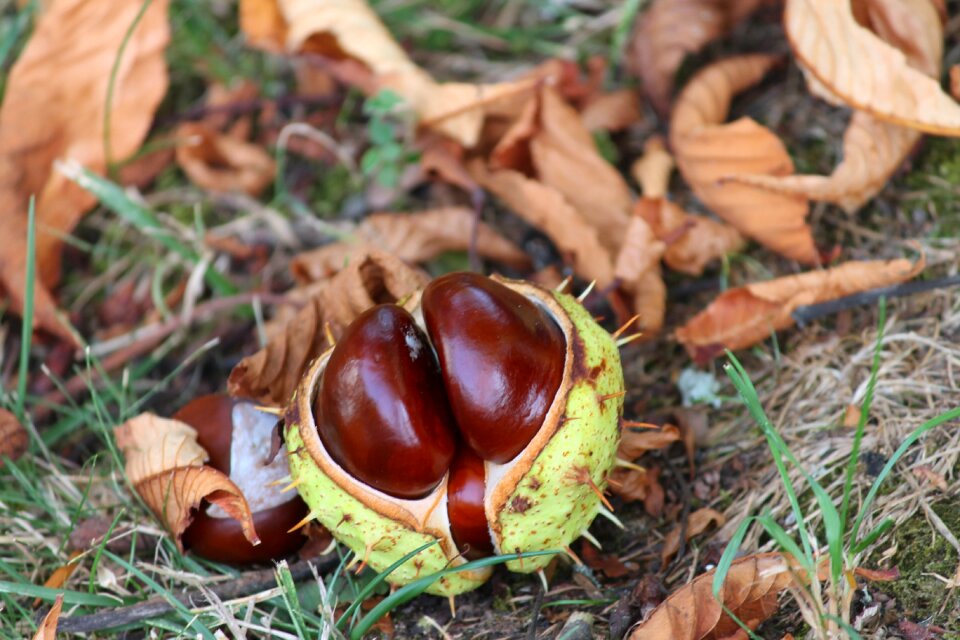 Chestnut autumn fruit