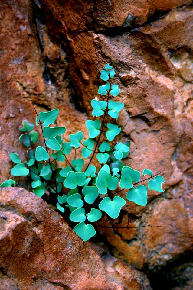 — (Sw.) Link.
African fern at Hamerkop in the Magaliesberg mountains, South Africa.