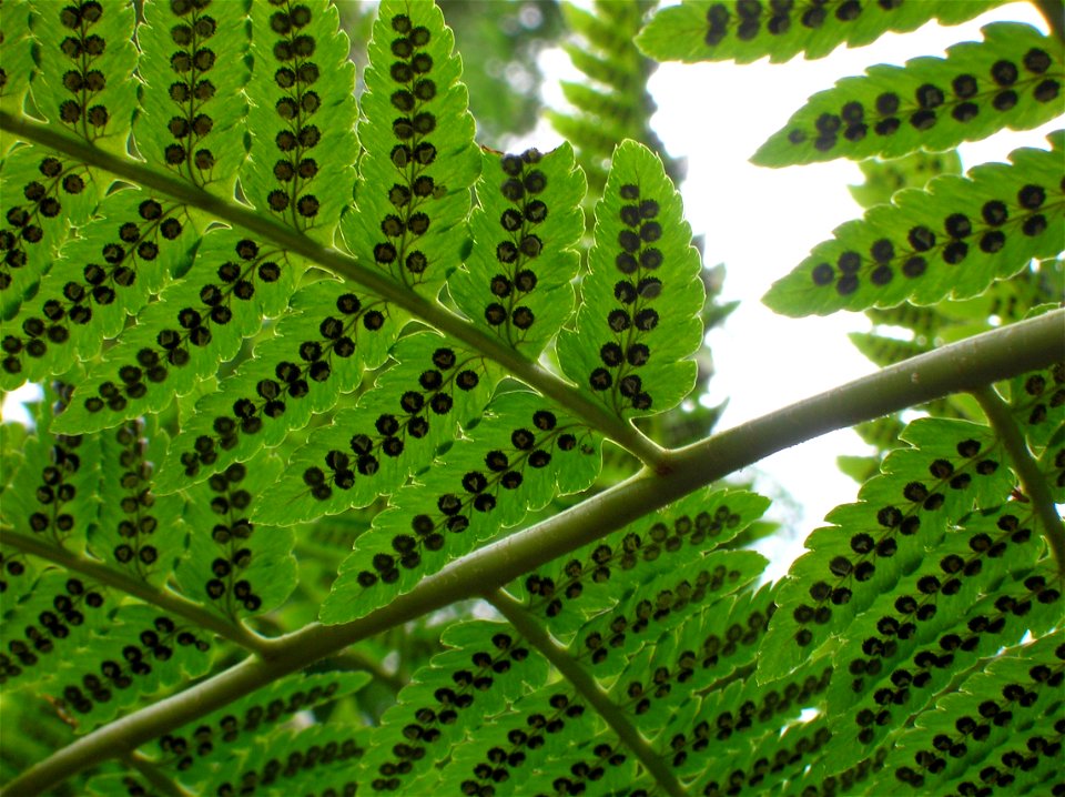 Detail of back of Dryopteris goldiana, showing sori. Photo was taken in early July, 2007.