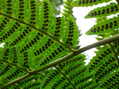 Detail of back of Dryopteris goldiana, showing sori. Photo was taken in early July, 2007.