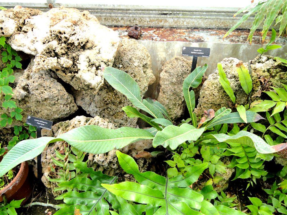 Botanical specimen in the Margaret C. Ferguson Greenhouses, Wellesley College Botanic Gardens, Wellesley College, Wellesley, Massachusetts, USA.