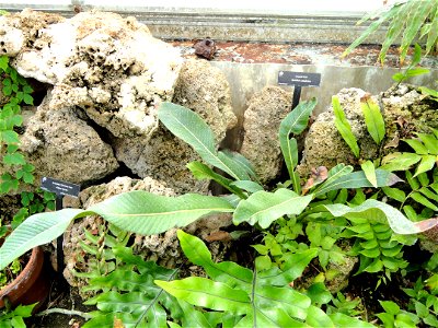 Botanical specimen in the Margaret C. Ferguson Greenhouses, Wellesley College Botanic Gardens, Wellesley College, Wellesley, Massachusetts, USA.