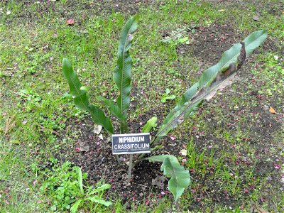 Niphidium crassifolium. Botanical specimen on the grounds of the Villa Taranto (Verbania), Lake Maggiore, Italy. photo