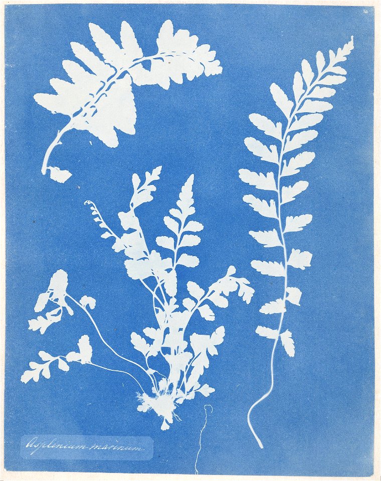 IdentificatieTitel(s): Fotogram van een Zeestreepvaren (Asplenium marinum)Asplenium marinum (titel op object)Objecttype: fotogram Objectnummer: RP-F-F80152VervaardigingVervaardiger: fotograaf: Anna At