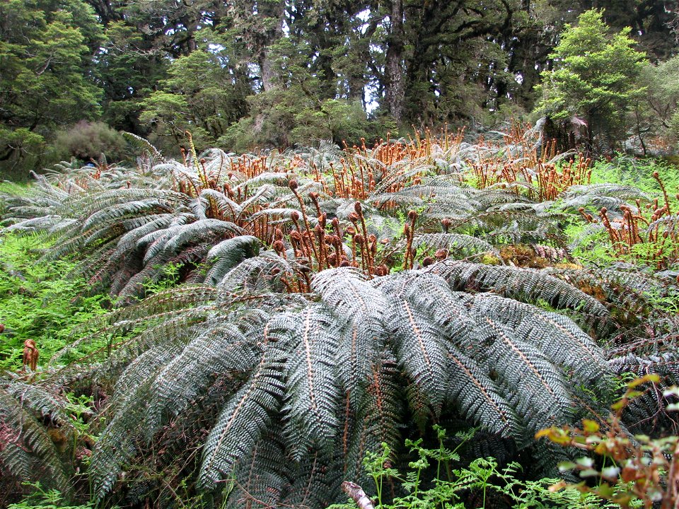 Polystichum vestitum (prickly shield fern) photographed next to a track not far from the top of a ridge line in the Takitimu Mountains in New Zealand.