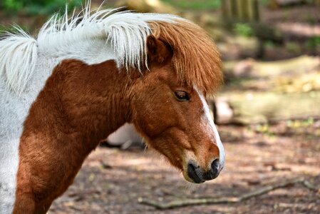 Equine domestic pony photo