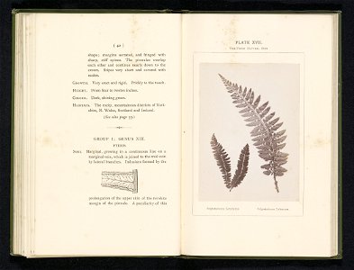 IdentificatieTitel(s): Bladeren van een lansvaren en een andere naaldvarenPolystichum Lonchitis. Polystichum Lobatum (titel op object)Objecttype: foto bladzijde Objectnummer: RP-F-2001-7-400-17Opschri