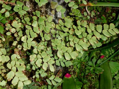 Bermuda Maidenhair (Adiantum bellum) on a wall.  Photo taken 2010-01-24 in the Botanical Gardens Paget Parish, Bermuda.