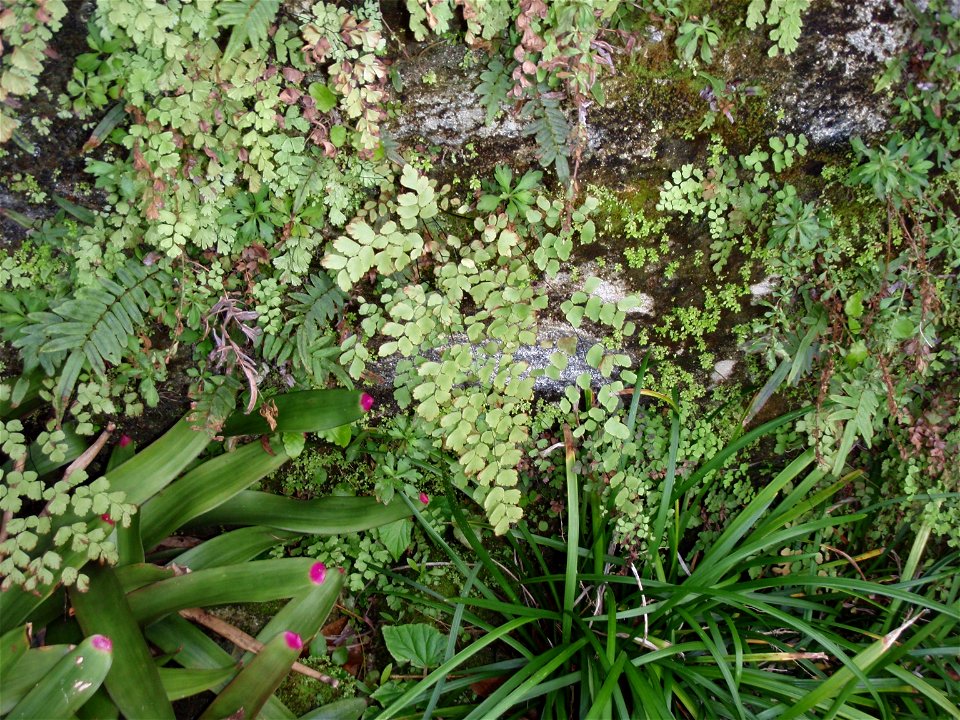 Bermuda Maidenhair (Adiantum bellum) on a wall.  Photo taken 2010-01-24 in the Botanical Gardens Paget Parish, Bermuda.

Note: No cuttings or removal of any sort allowed.