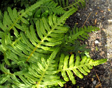 Polypodium californicum at the UC Berkeley Botanical Garden, California, USA. Identified by sign. photo