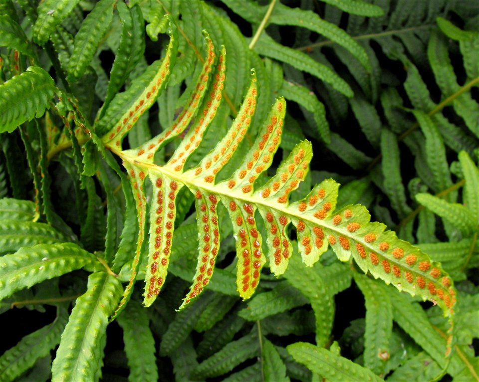Polypodium californicum at the UC Berkeley Botanical Garden, California, USA. Identified by sign.