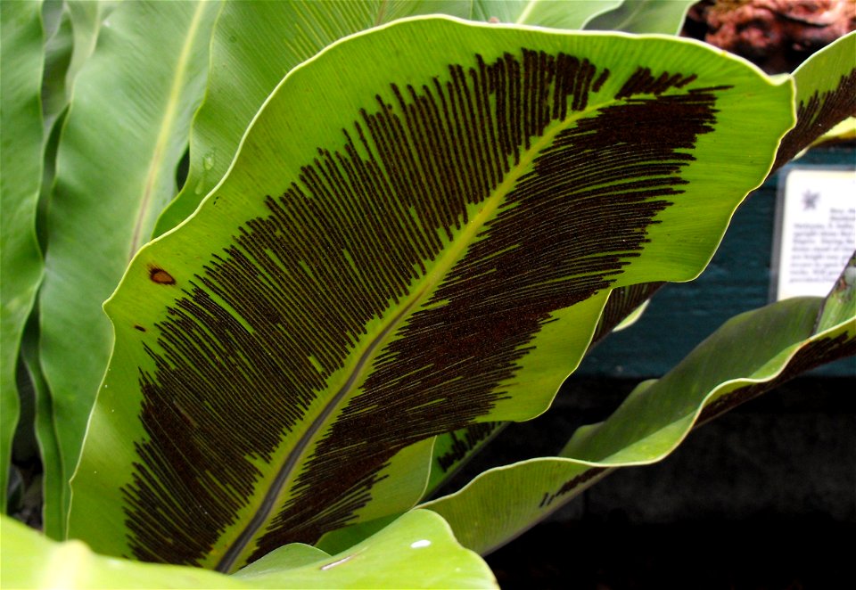 Asplenium goudeyi on display at the San Diego County Fair, California, USA. Identified by exhibitor's sign.