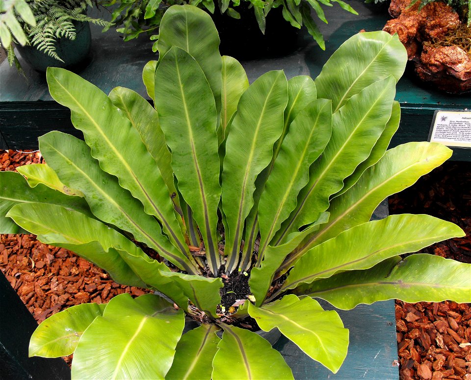 Asplenium goudeyi on display at the San Diego County Fair, California, USA. Identified by exhibitor's sign.