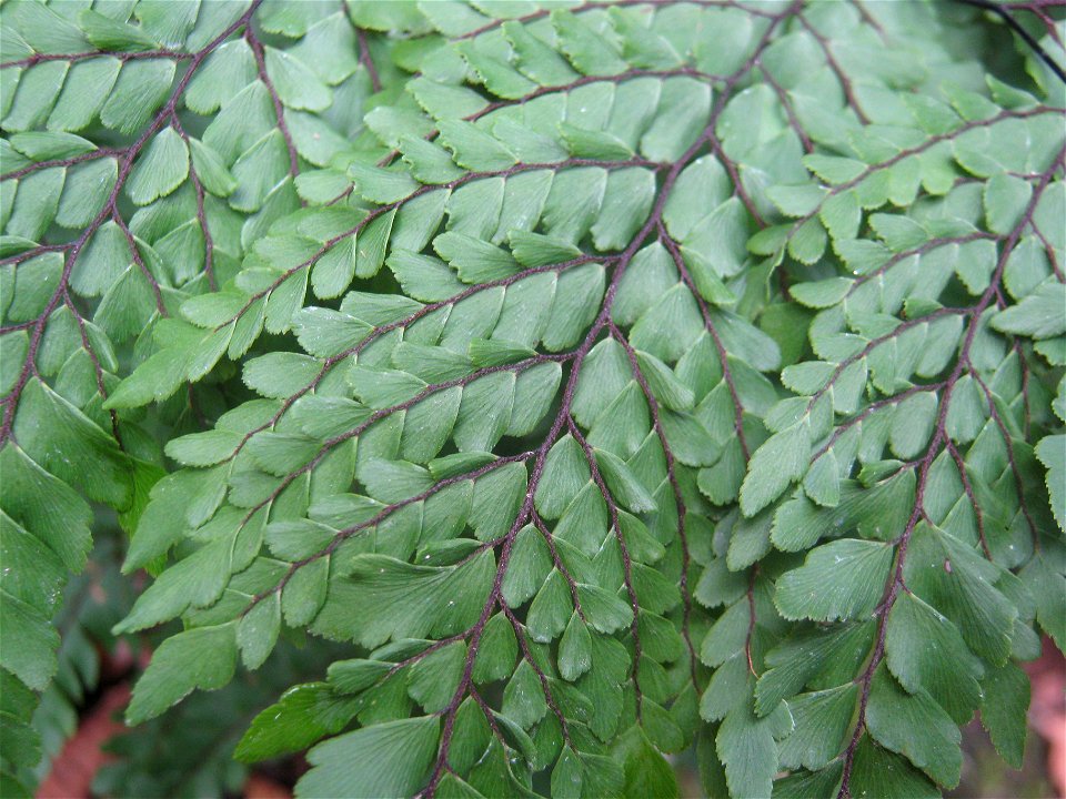 Adiantum formosum, a Maidenhair fern native to New Zealand and Australia.