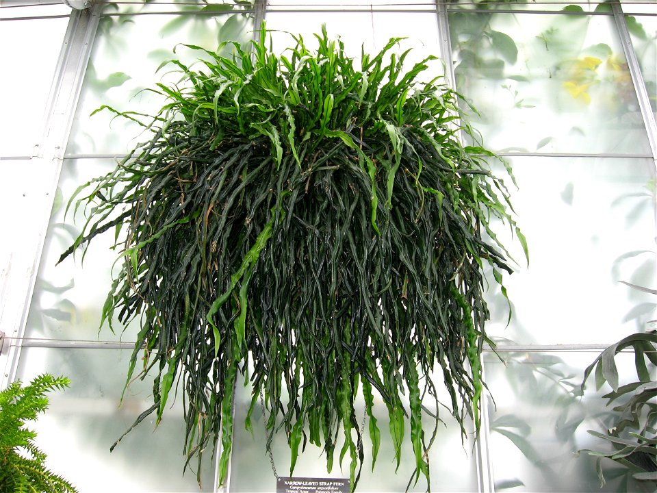 A picture of Campyloneurum angustifolium.