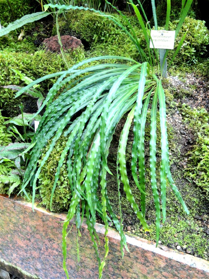 Campyloneurum angustifolium specimen in the Botanischer Garten München-Nymphenburg, Munich, Germany.