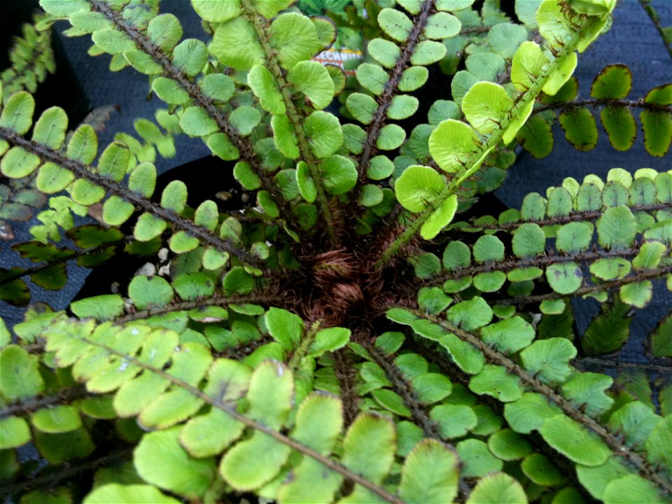 Plant positive ID as it is from a native plant nursery. Photo shows distinctive fronds radiating from centre of Blechnum fluviatile