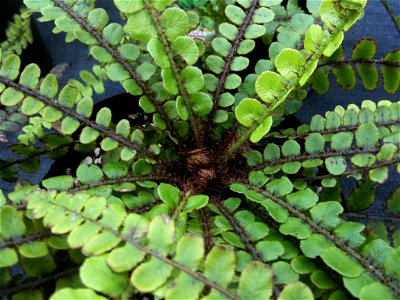 Plant positive ID as it is from a native plant nursery. Photo shows distinctive fronds radiating from centre of Blechnum fluviatile photo