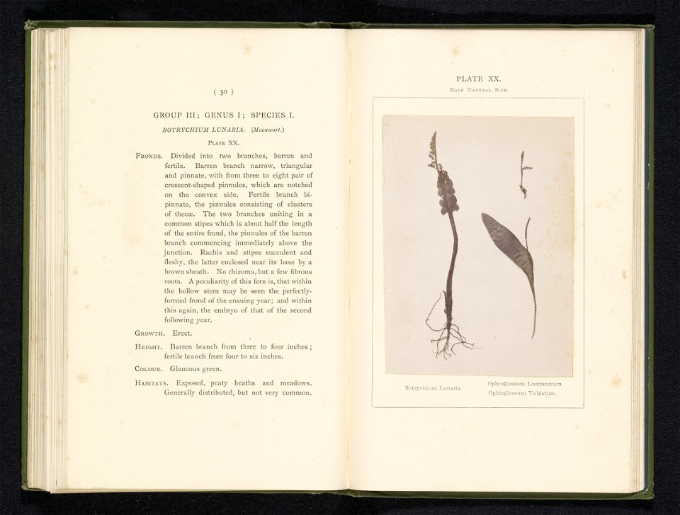 IdentificatieTitel(s): Bladeren van de Woodsia alpina en de roestbruine wimpervarenWoodsia Alpina. Woodsia Ilvensis (titel op object)Objecttype: foto bladzijde Objectnummer: RP-F-2001-7-400-19Opschrif
