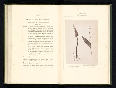 IdentificatieTitel(s): Bladeren van de Woodsia alpina en de roestbruine wimpervarenWoodsia Alpina. Woodsia Ilvensis (titel op object)Objecttype: foto bladzijde Objectnummer: RP-F-2001-7-400-19Opschrif