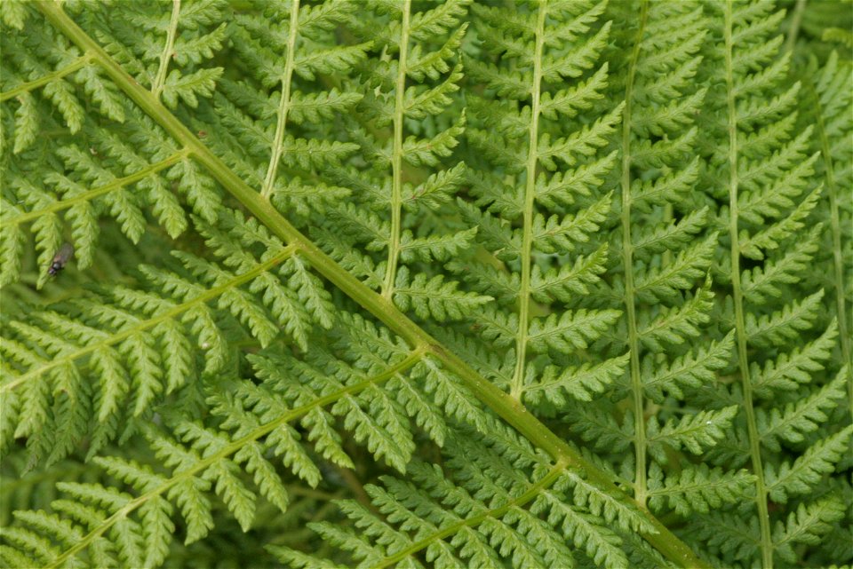 Athyrium distentifolium