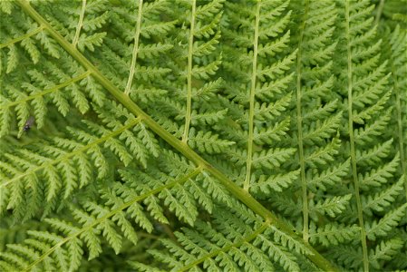 Athyrium distentifolium