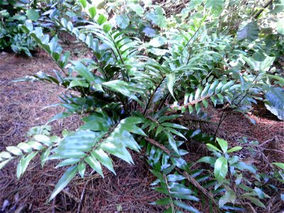 Asplenium oblongifolium, or shining spleenwort photographed in Wainuiomata, Wellington, New Zealand.