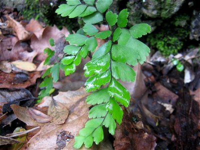 Adiantum cunninghamii, a Maidenhair fern native to New Zealand.