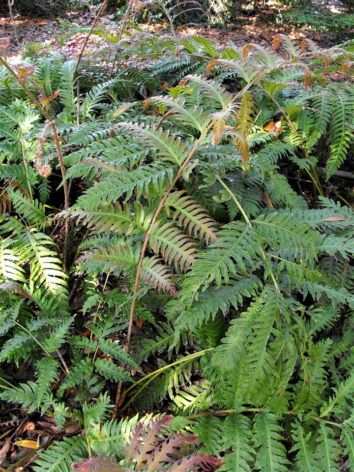 Woodwardia unigemmata at the Huntington Library & Botanical Gardens in San Marino, California, USA. Identified by sign.