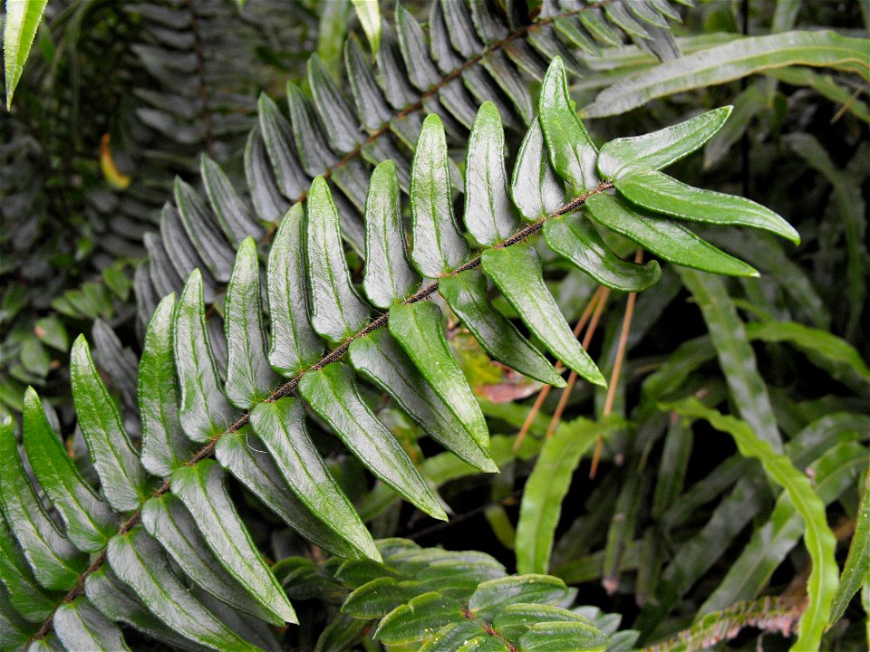 Pellaea falcata in the Botanical Building at Balboa Park, San Diego, California, USA