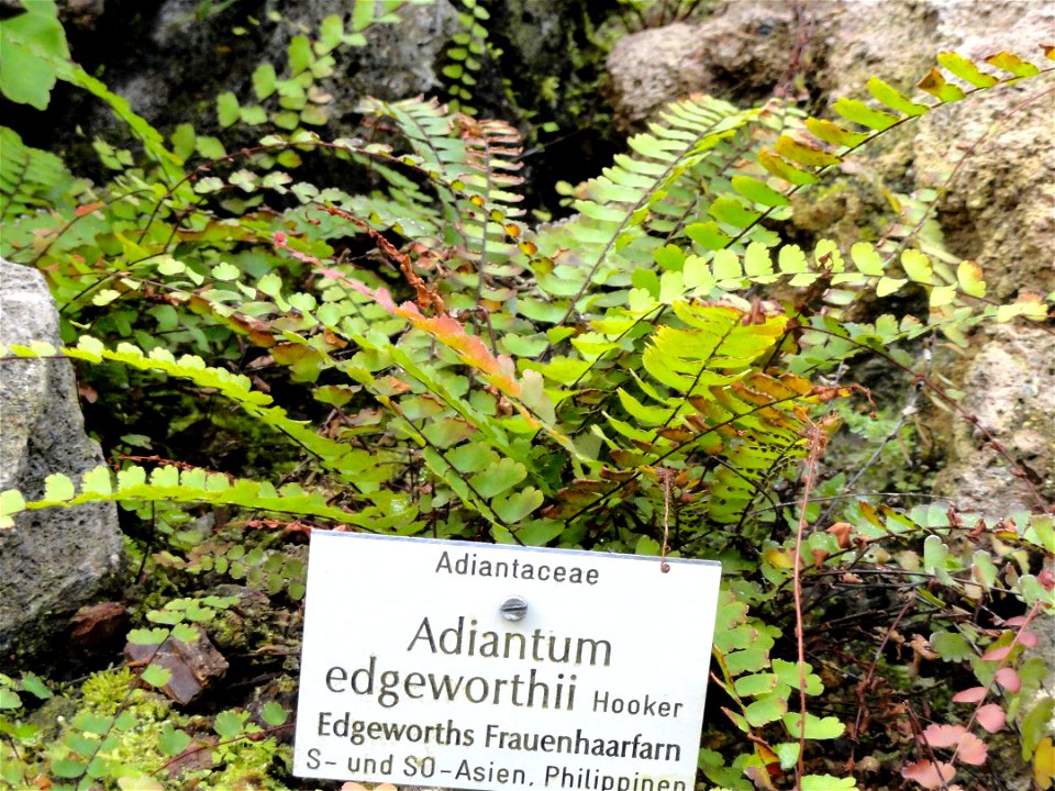 Adiantum edgeworthii. Specimen in the Botanischer Garten München-Nymphenburg, Munich, Germany.