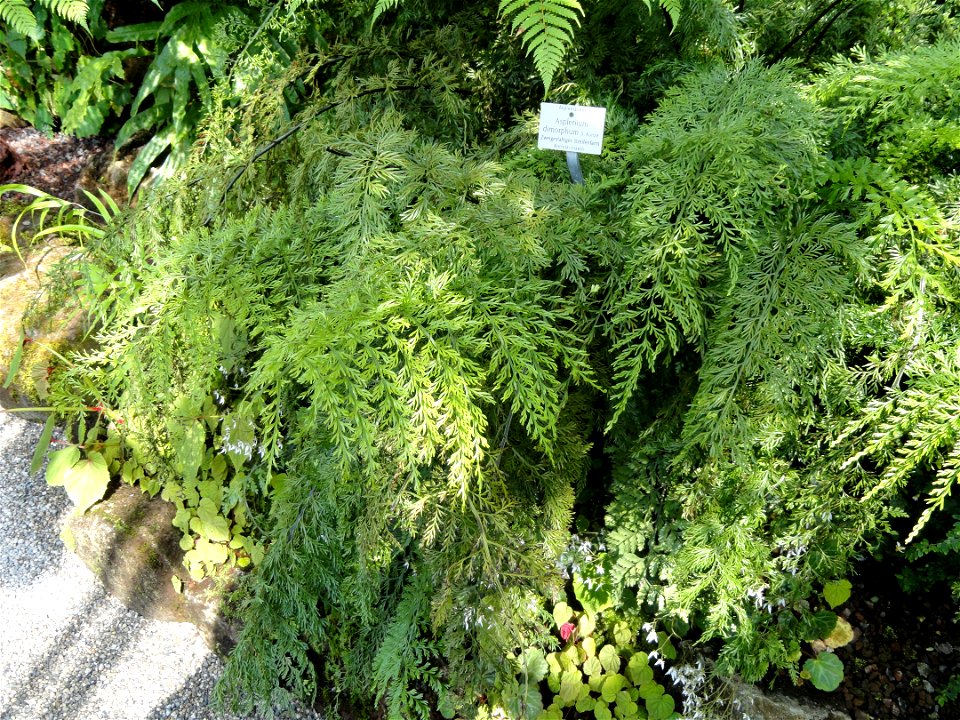 Asplenium dimorphum specimen in the Botanischer Garten München-Nymphenburg, Munich, Germany.