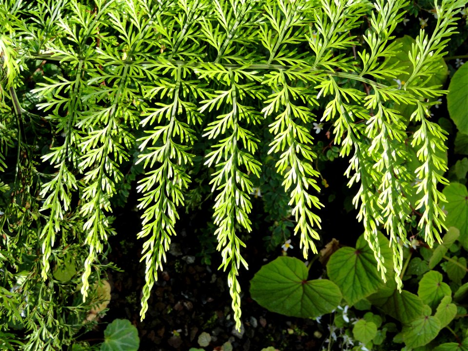 Asplenium dimorphum specimen in the Botanischer Garten München-Nymphenburg, Munich, Germany.