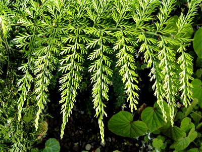 Asplenium dimorphum specimen in the Botanischer Garten München-Nymphenburg, Munich, Germany.
