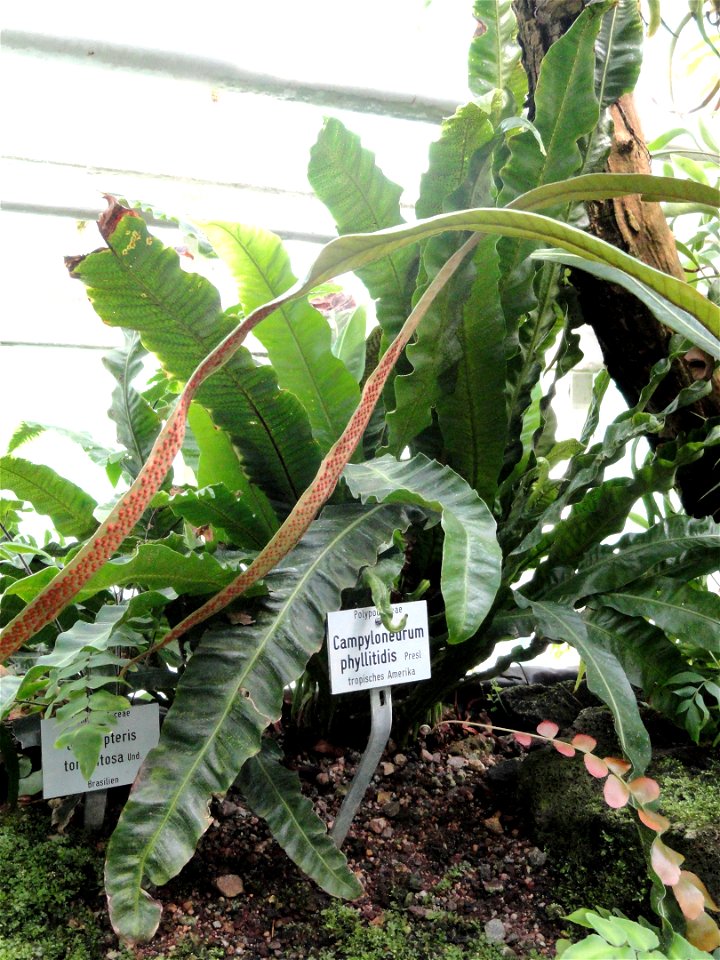 Campyloneurum phyllitidis specimen in the Botanischer Garten München-Nymphenburg, Munich, Germany.