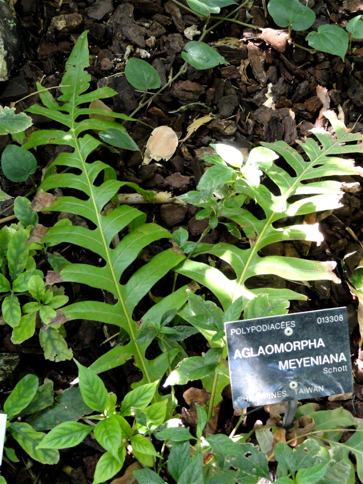 Aglaomorpha meyeniana specimen in the Jardin Botanique de Lyon, Parc de la Tête d'Or, Lyon, France.