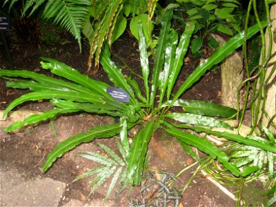 Campyloneurum phyllitidis, formerly Polypodium phyllitidis. Specimen in the conservatory - Matthaei Botanical Gardens, University of Michigan, 1800 N Dixboro Road, Ann Arbor, Michigan, USA.