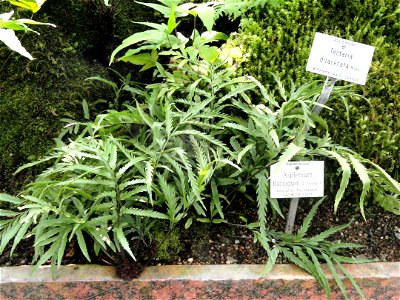 Asplenium flaccidum specimen in the Botanischer Garten München-Nymphenburg, Munich, Germany.