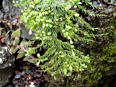 Asplenium daucifolium specimen in the Botanischer Garten München-Nymphenburg, Munich, Germany.
