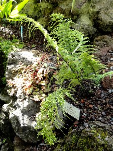Asplenium daucifolium specimen in the Botanischer Garten München-Nymphenburg, Munich, Germany.