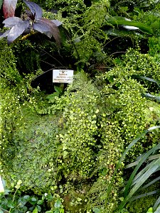 Asplenium daucifolium specimen in the Botanischer Garten München-Nymphenburg, Munich, Germany.