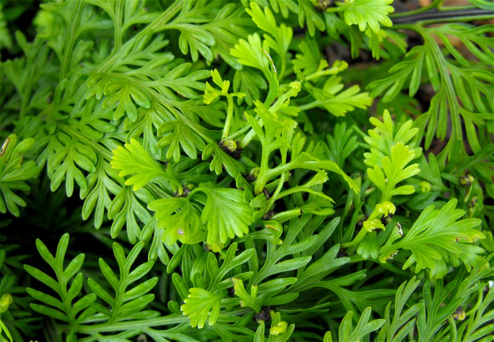Asplenium bulbiferum on display at the San Diego County Fair, California, USA. Identified by exhibitor's sign.