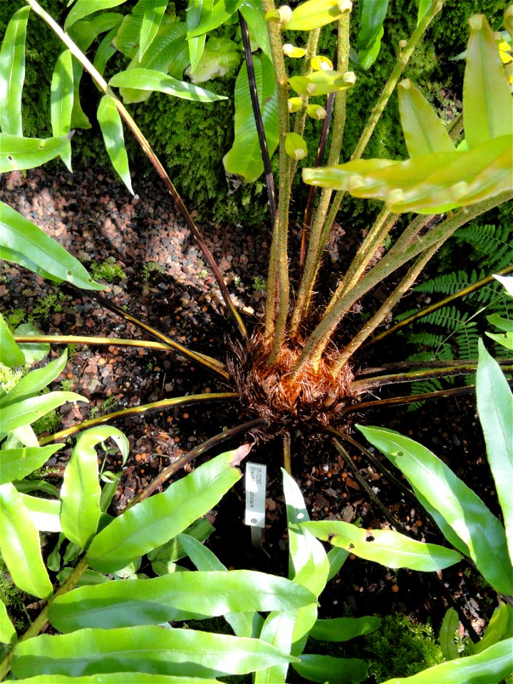 Blechnum tabulare specimen in the Botanischer Garten München-Nymphenburg, Munich, Germany.