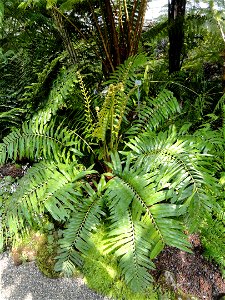 Blechnum tabulare specimen in the Botanischer Garten München-Nymphenburg, Munich, Germany.