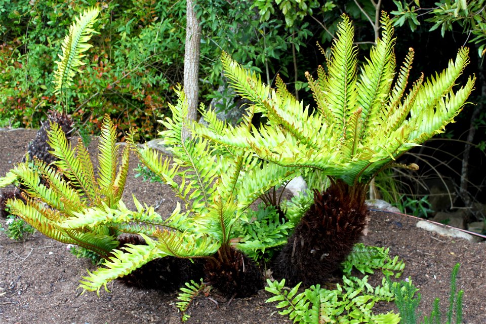 Blechnum tabulare or the Mountain blechnum. Common fern of sub-saharan Africa.